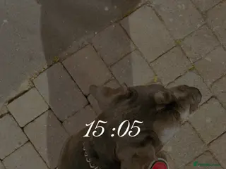 Cane Corso dogs Cane corso - Advert 15