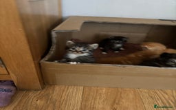 Mixed Breed cats for sale: 3 male fluffy kittens for sale - Image 5