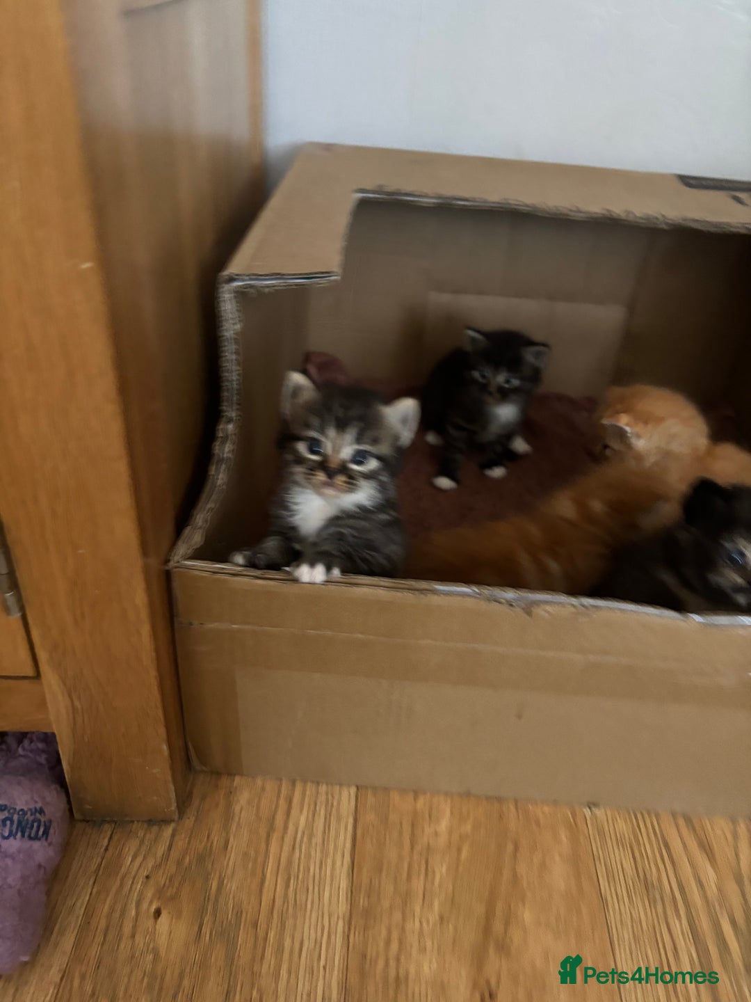 Mixed Breed cats for sale: 3 male fluffy kittens for sale - Image 5