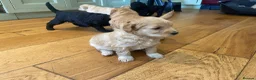 Cockapoo dogs for sale: Cockapoos - Advert 10