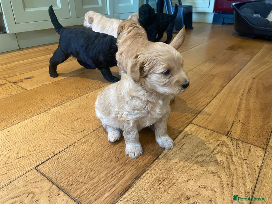 Cockapoo dogs for sale: Cockapoos - Advert 10
