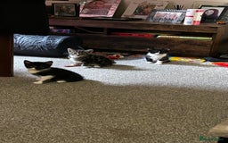 Domestic Shorthair cats for sale: 7 very adorable kittens  - Image 7