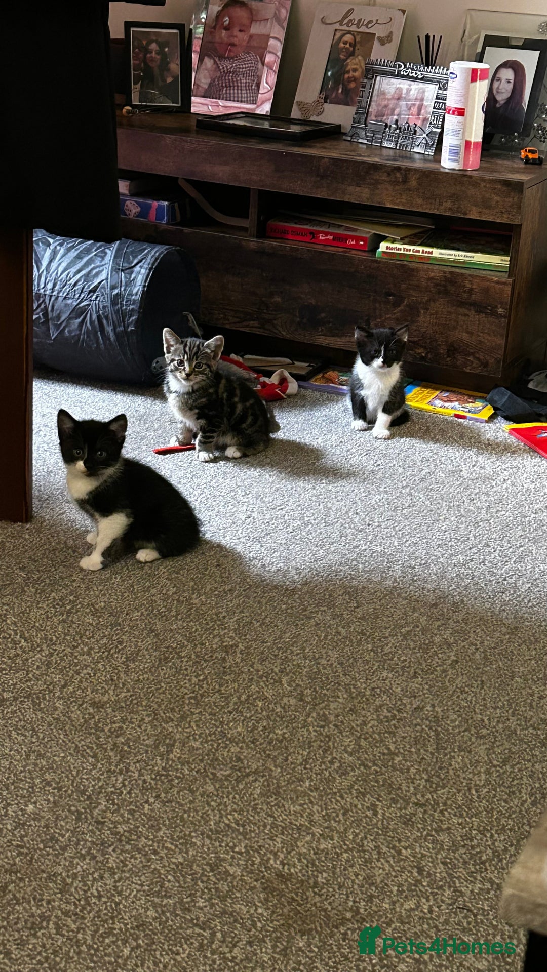 Domestic Shorthair cats for sale: 7 very adorable kittens  - Image 7