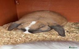 Mini Lop rabbits for sale: Male mini lop  - Image 18