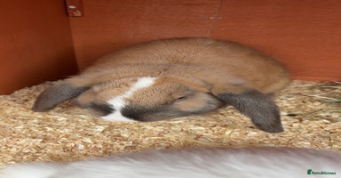 Mini Lop rabbits - Advert 5