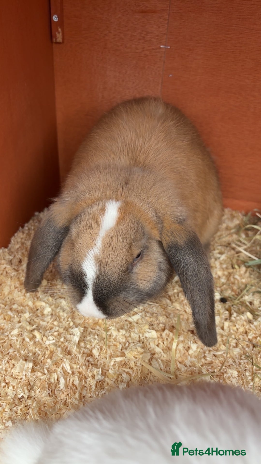 Mini Lop rabbits for sale: Male mini lop  - Image 18
