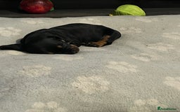 Mixed Breed dogs for sale: Miniature dachshund X French bulldog  - Image 20