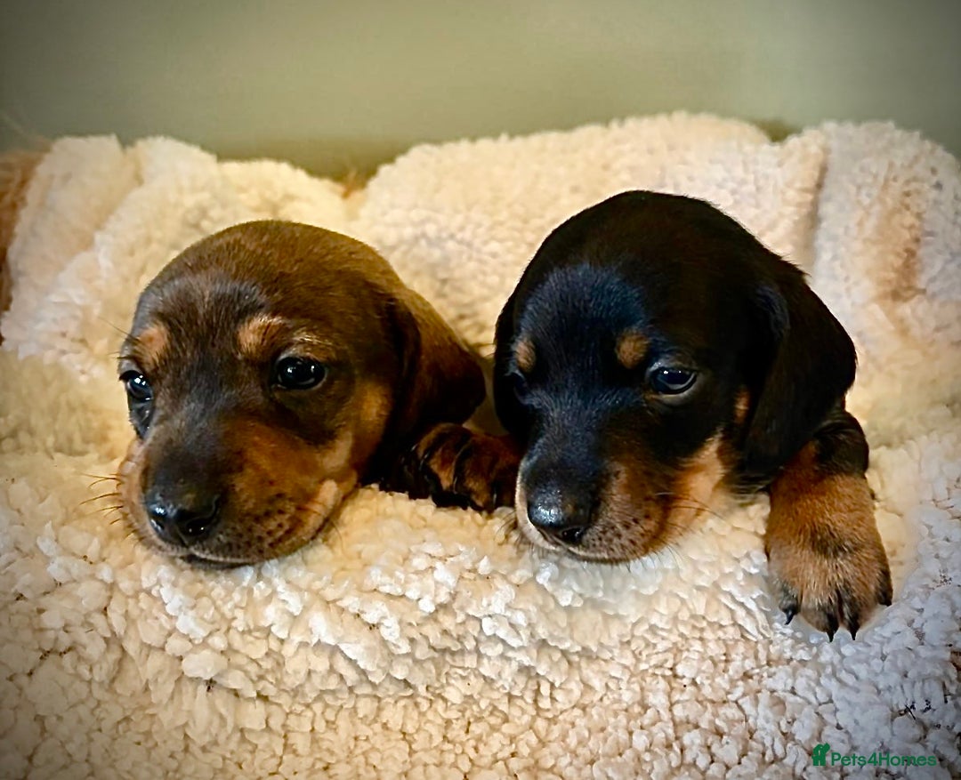 Dachshund dogs for sale: 5 adorable smooth haired dachshund puppies - Image 1