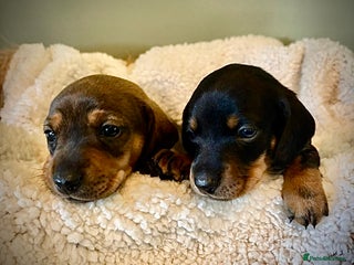 Dachshund dogs for sale - Advert 1