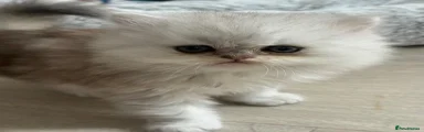 Persian 1