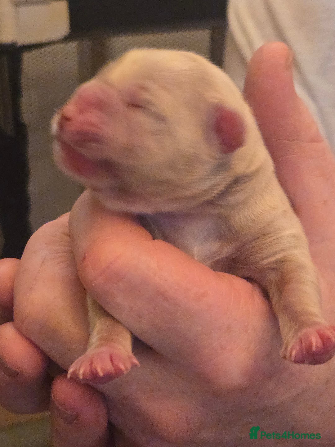 Olde English Bulldogge dogs for sale: Mammut : Fluffy Olde English Bulldog puppies. - Advert 33