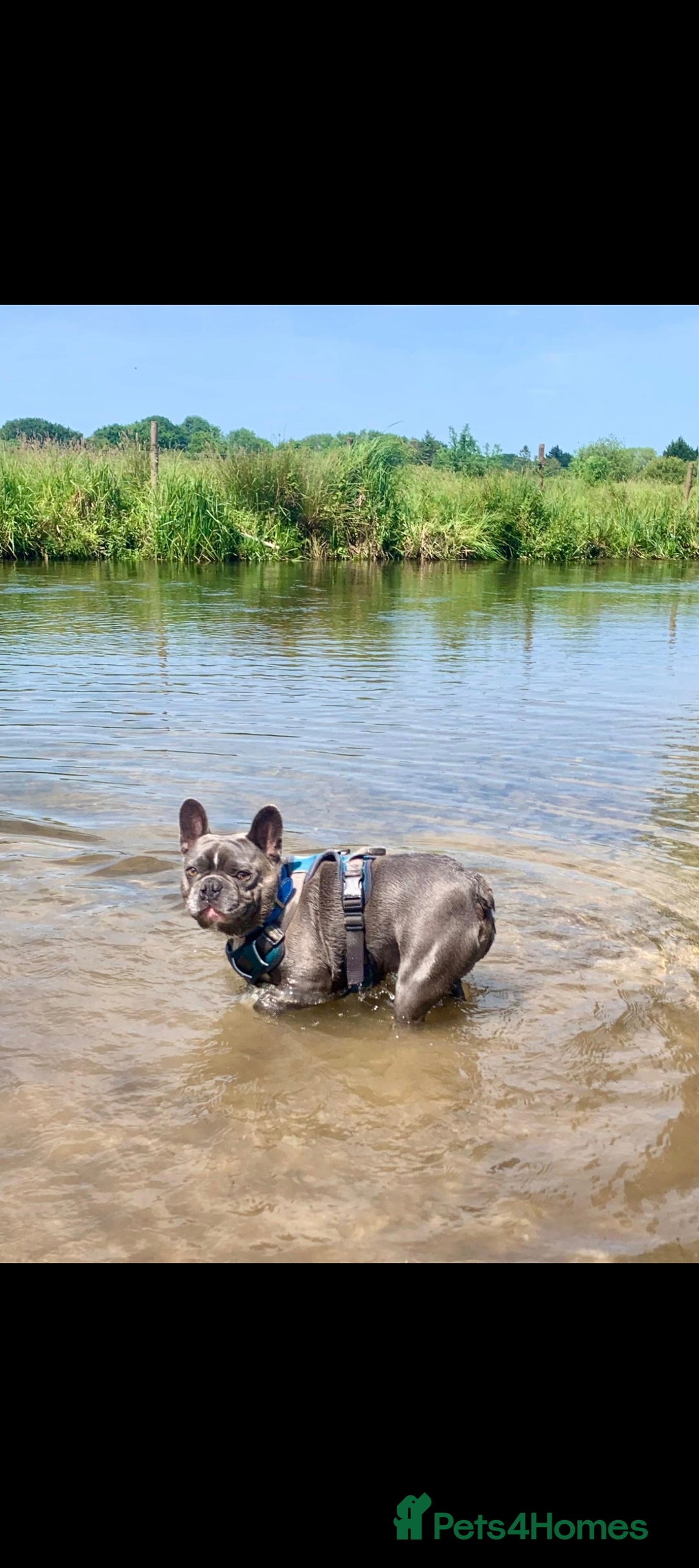 French Bulldog dogs for sale: Beautiful blue frenchie  - Image 13