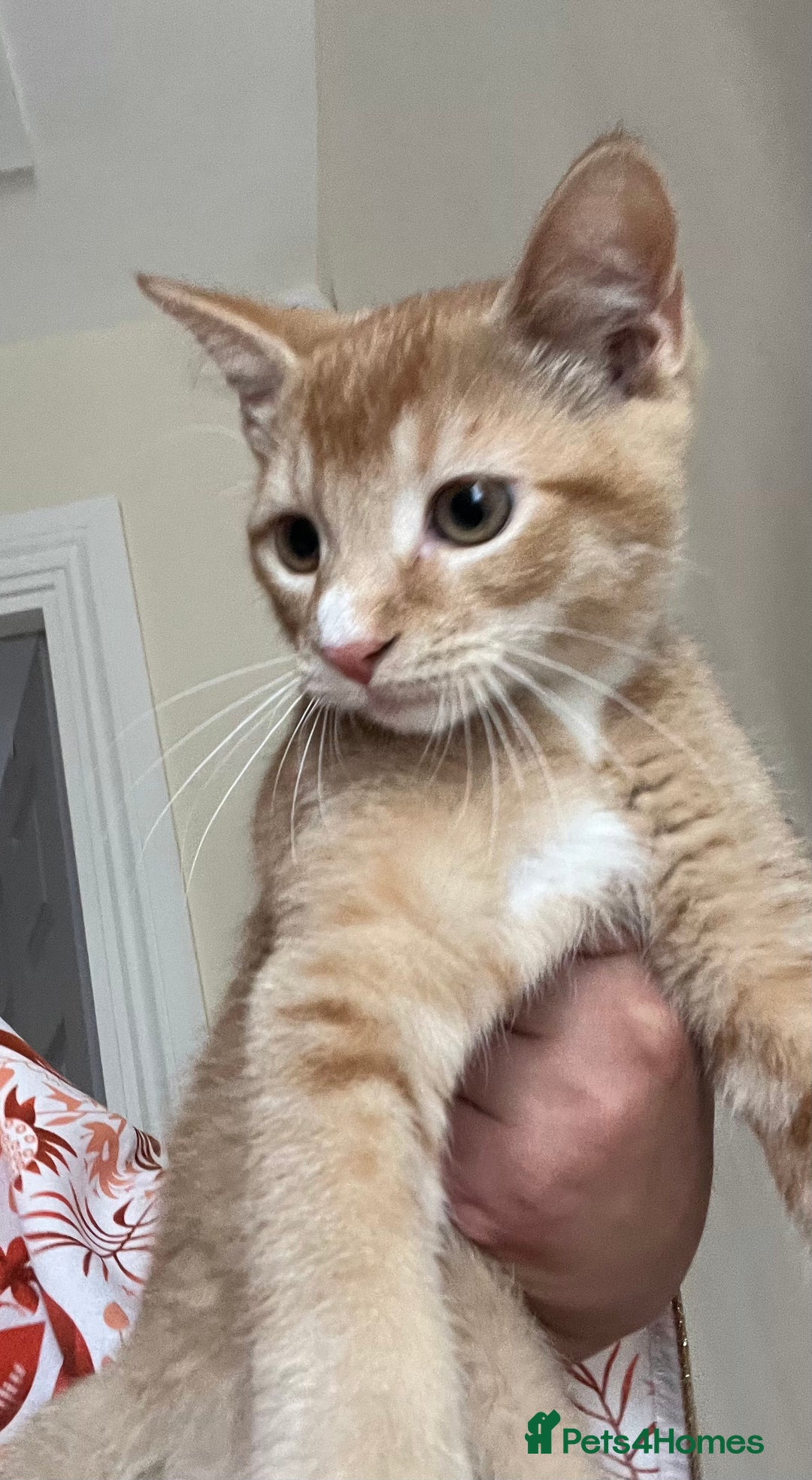 Bengal cats for sale: Cat no longer wanted  - Image 6