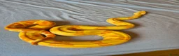 Boa Snake reptiles for sale: Female sunglow boa constrictor  in Swindon - Advert 1