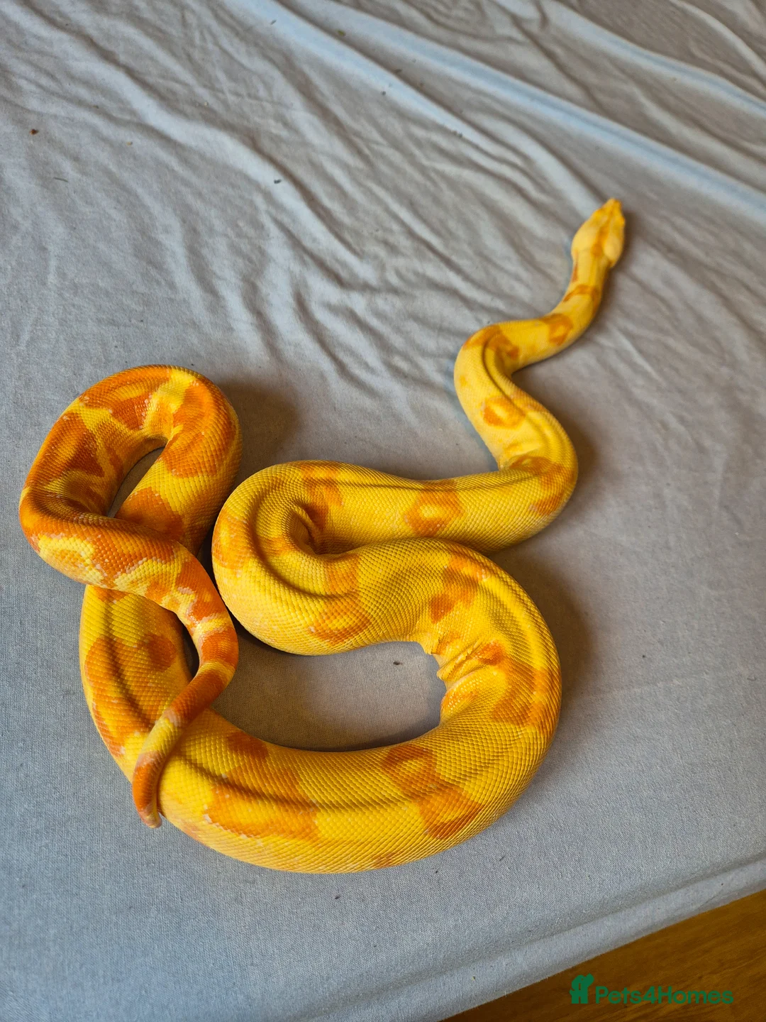 Boa Snake reptiles for sale: Female sunglow boa constrictor  in Swindon - Advert 1