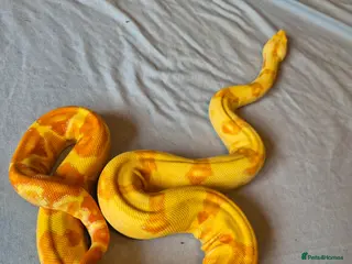 Boa Snake reptiles Female sunglow boa constrictor - Advert 1