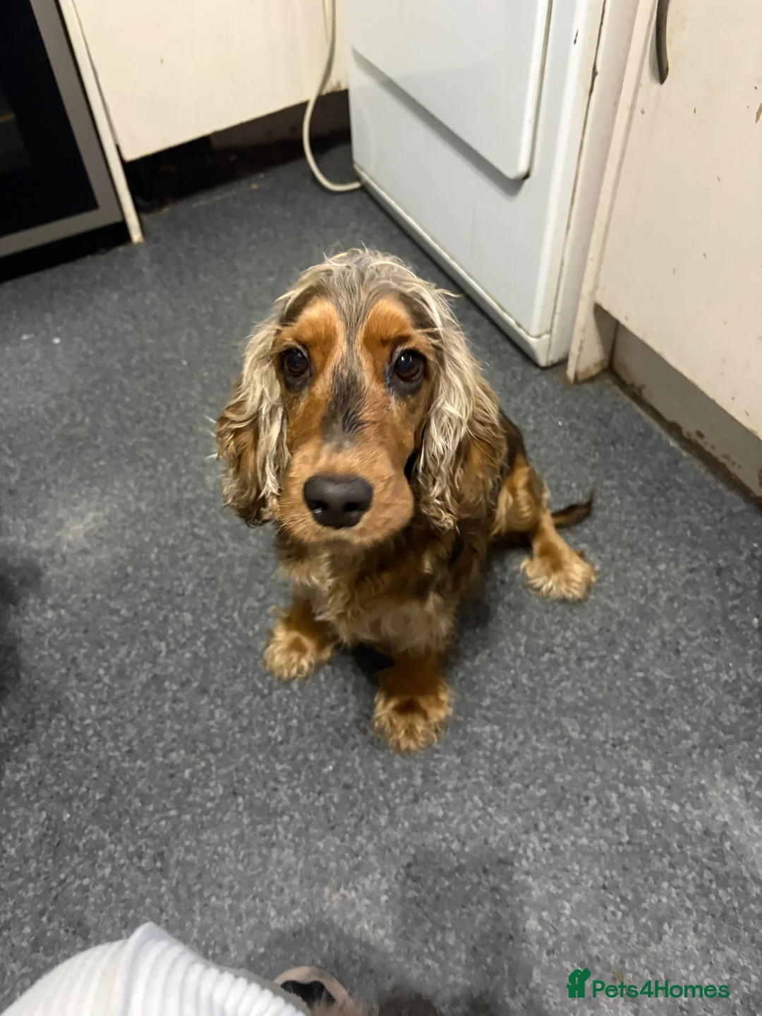 Cocker Spaniel dogs for sale: Beautiful show type cocker spaniel puppies in Dover - Advert 1