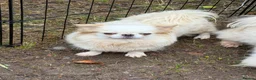 Chihuahua dogs for sale: Kc white/cream long hair female chihuahua  - Advert 5