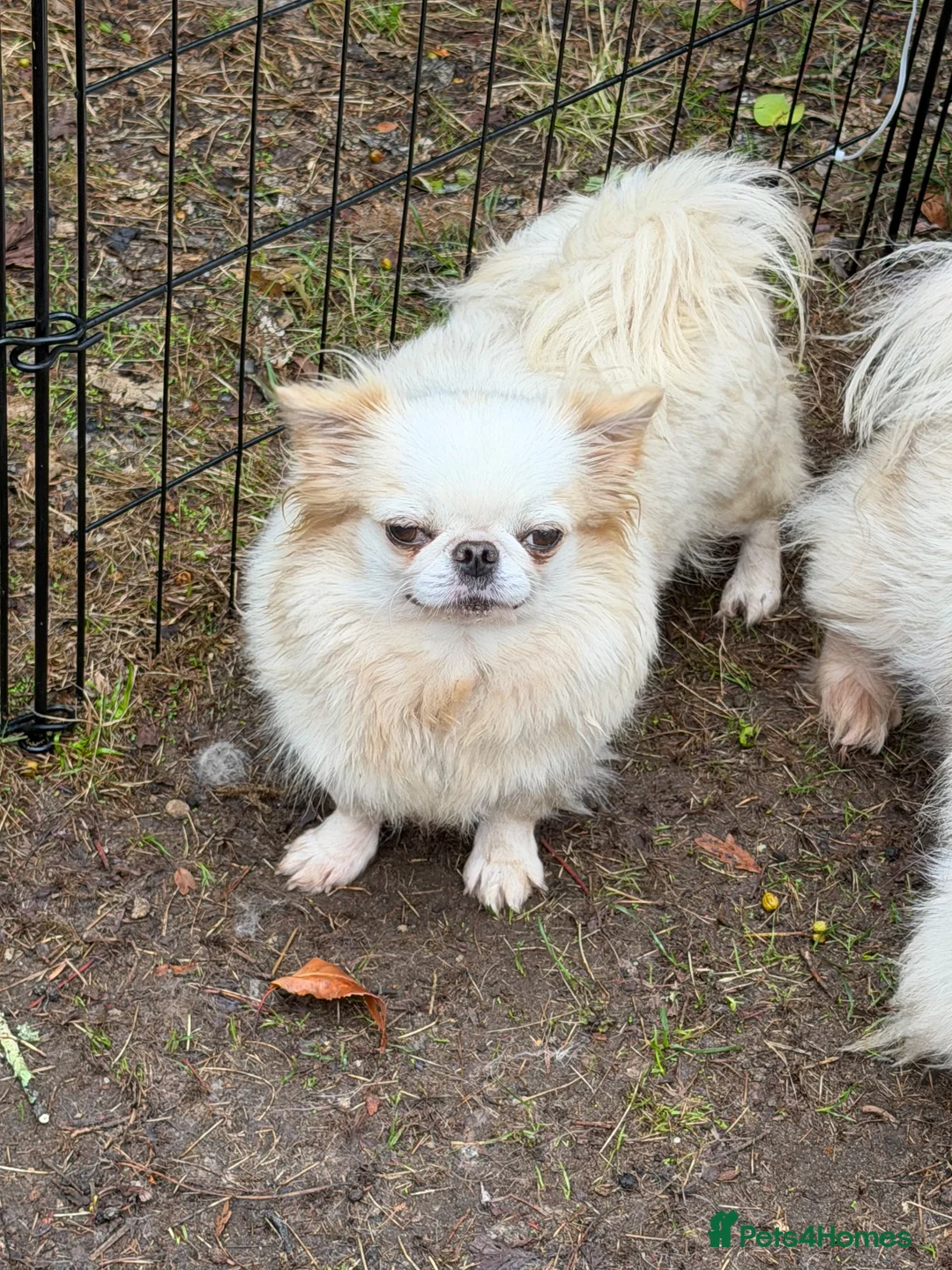 Chihuahua dogs for sale: Kc white/cream long hair female chihuahua  - Advert 5
