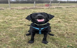 Mixed Breed dogs for adoption: Holly is in search of her forever home.  - Image 8