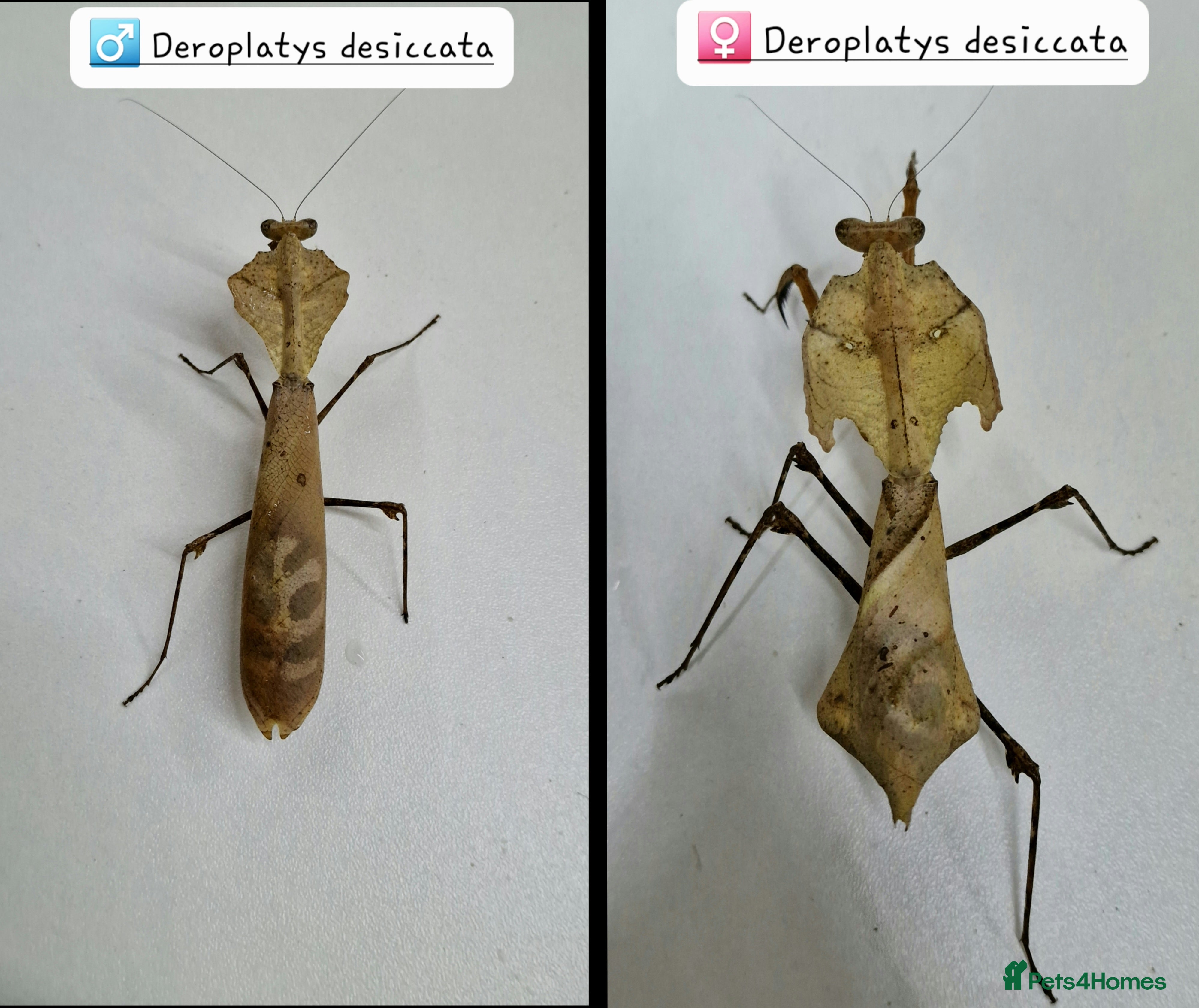 Praying Mantis invertebrates Various Praying Mantis. PLEASE READ FULL ADVERT.  - Advert 2