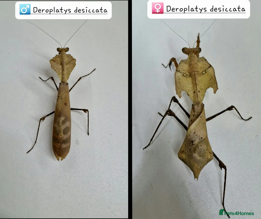 Praying Mantis invertebrates for sale: Various Praying Mantis. PLEASE READ FULL ADVERT.  - Advert 2