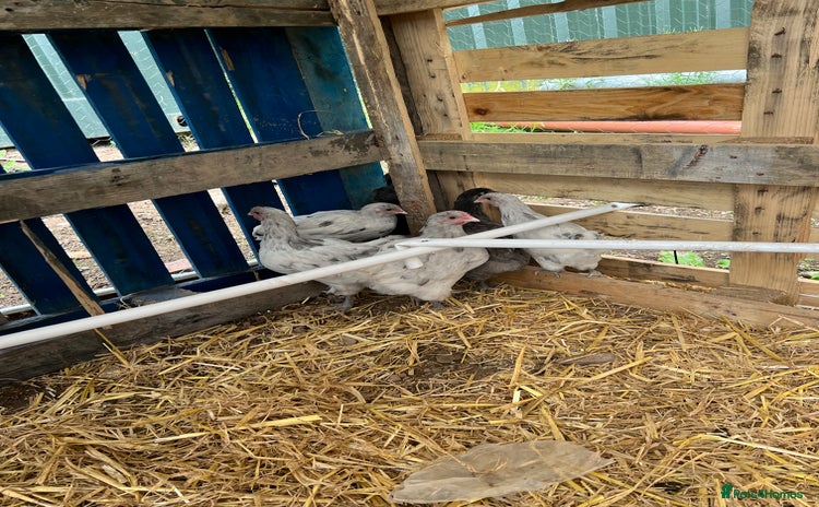 Chickens poultry - Advert 14