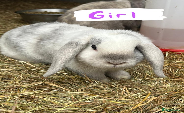 Mini Lop rabbits in Goole - Advert 15