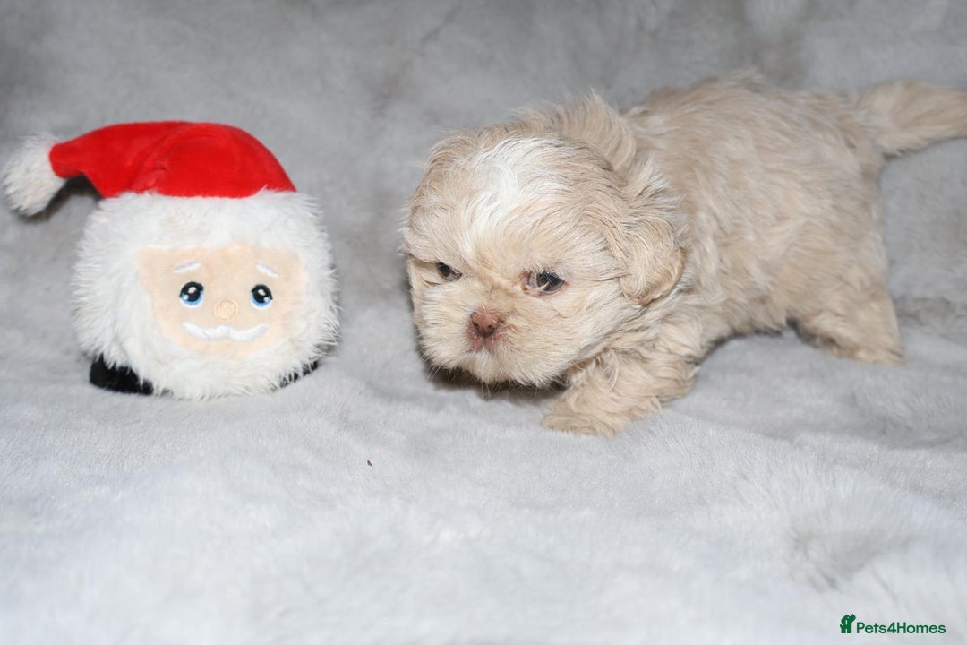 Shih Tzu dogs for sale: ✨️Exceptional Imperial Litter Ready Mid December✨️ - Advert 15
