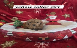 Cockapoo dogs for sale: F1 cockerpoo puppies  - Advert 12