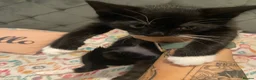 Mixed Breed cats for sale: 9 week old kittens  - Advert 7
