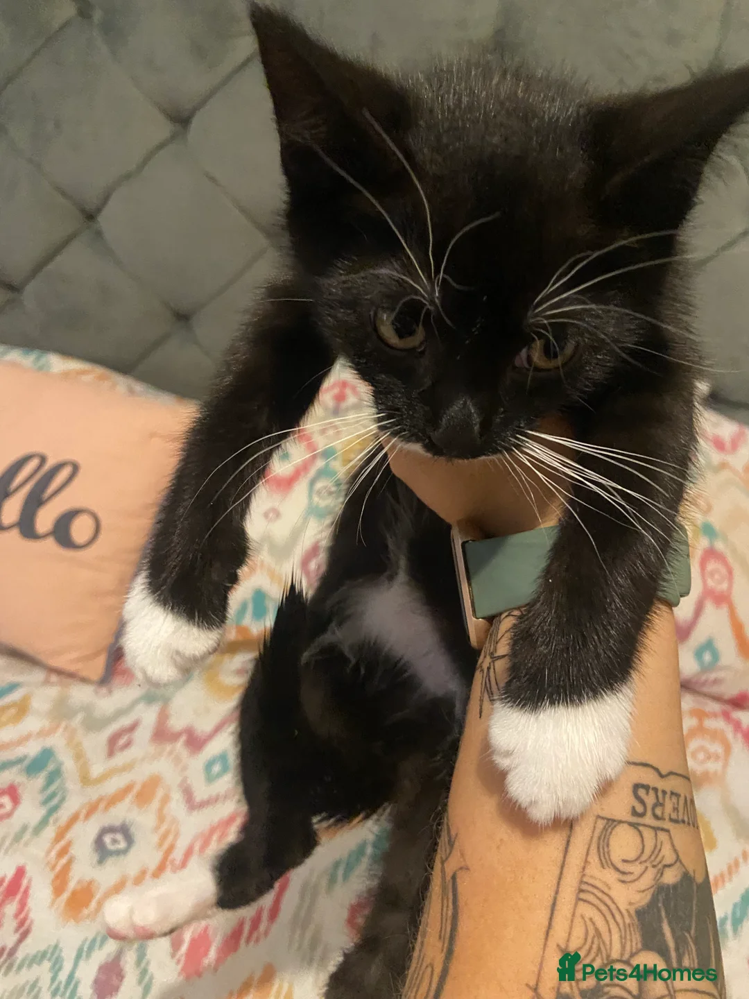 Mixed Breed cats for sale: 9 week old kittens  - Advert 7