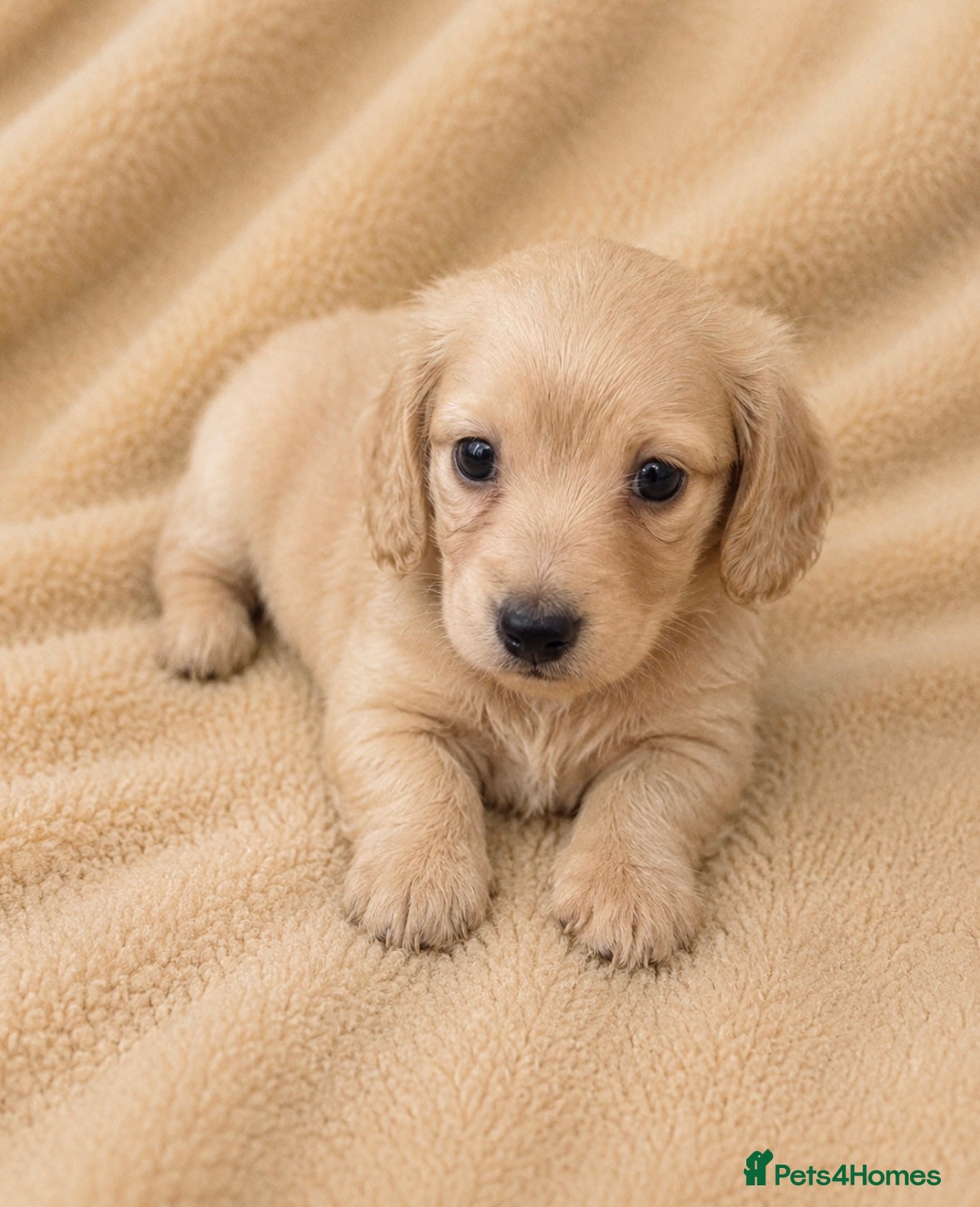 Miniature Dachshund dogs Cream long haired miniature dachshund puppies  - Advert 11