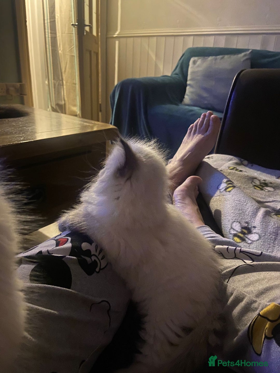 Ragdoll cats for sale: Purebred Ragdoll Kittens 3 Boys & 1 Girl - Advert 13