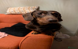 Dachshund dogs for sale: Dachshund  - Image 8