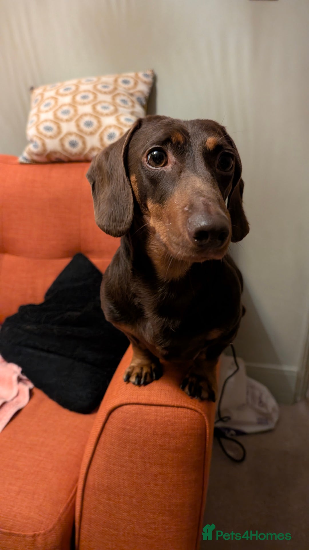 Dachshund dogs for sale: Dachshund  - Image 8
