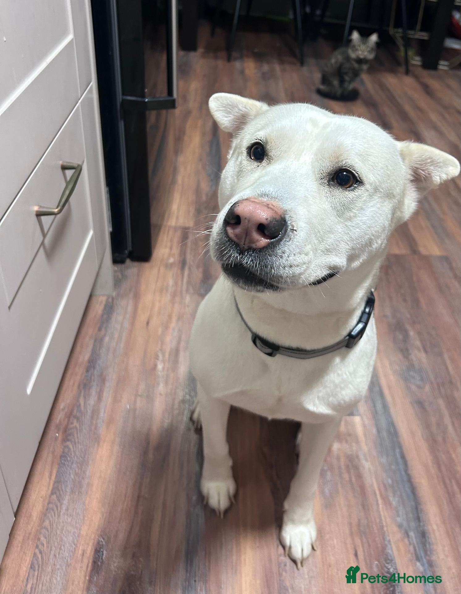Mixed Breed dogs Suki ready for adoption (23 kgs) - Advert 10