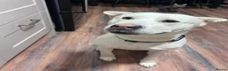 Mixed Breed dogs for adoption: Suki ready for adoption (23 kgs) in Bristol - Advert 1