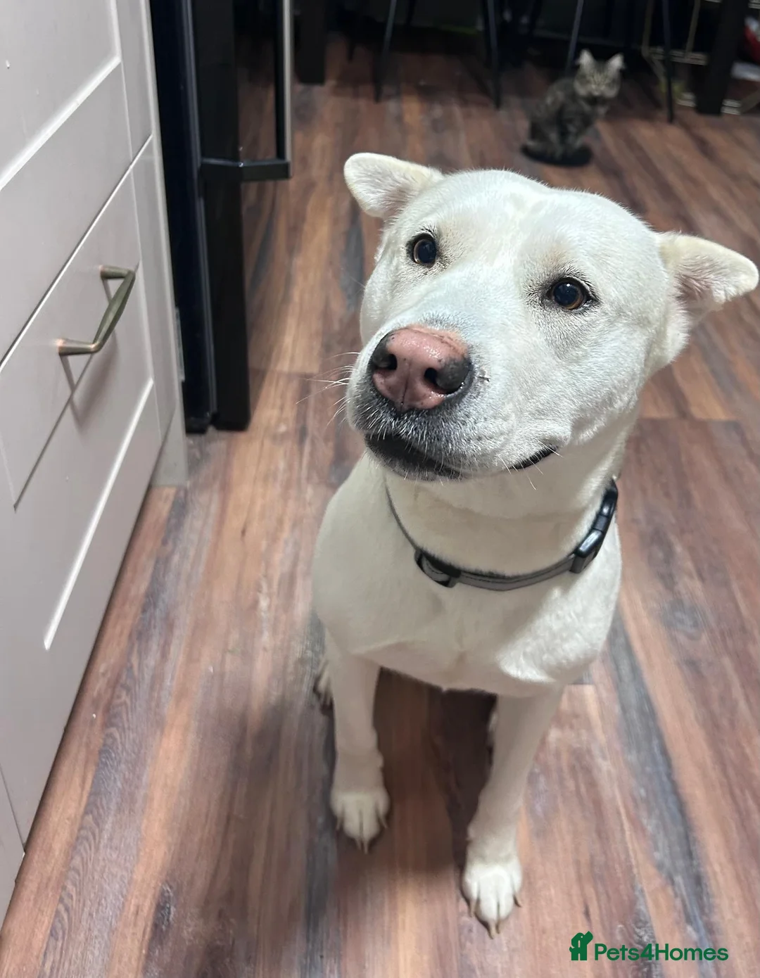 Mixed Breed dogs for adoption: Suki ready for adoption (23 kgs) in Bristol - Advert 1