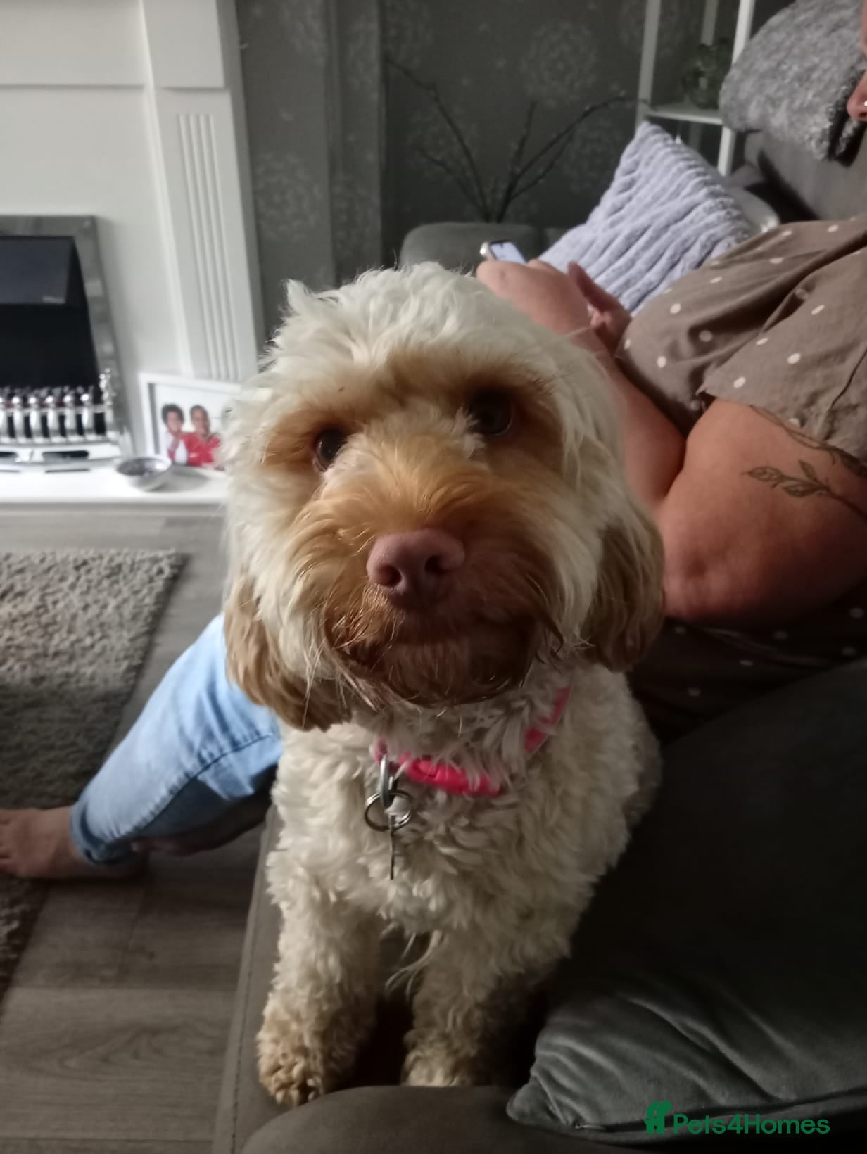 Cockapoo dogs 17 month old Cockapoo - Advert 16