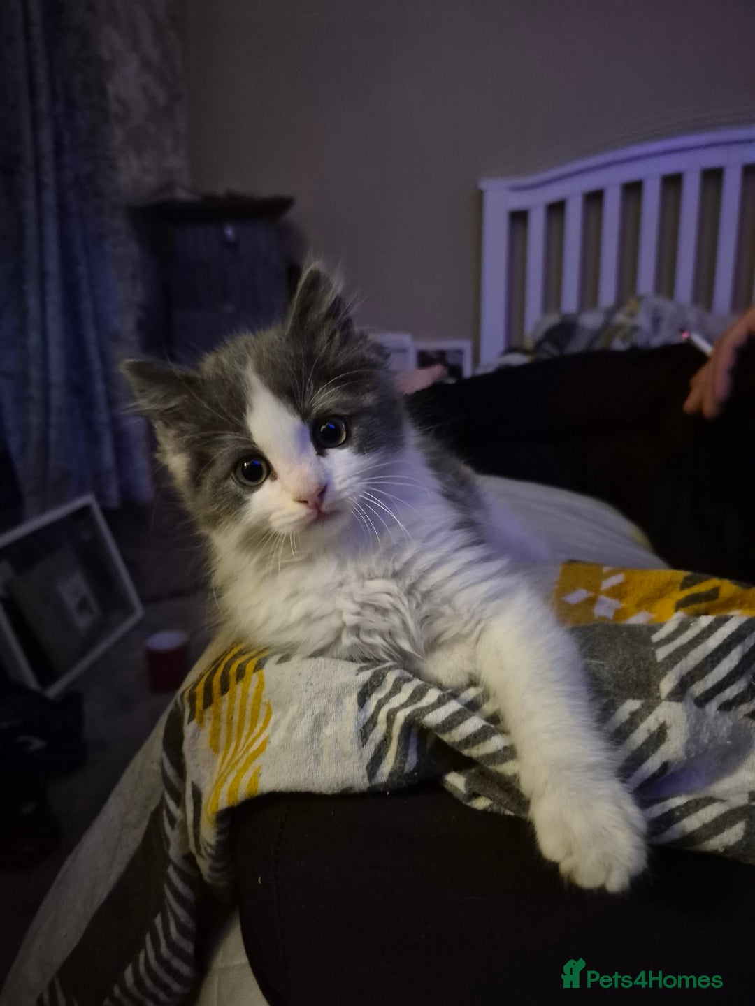 Ragdoll cats for sale: 💥😻 ragdoll x domestic boy 😻💥 - Advert 7