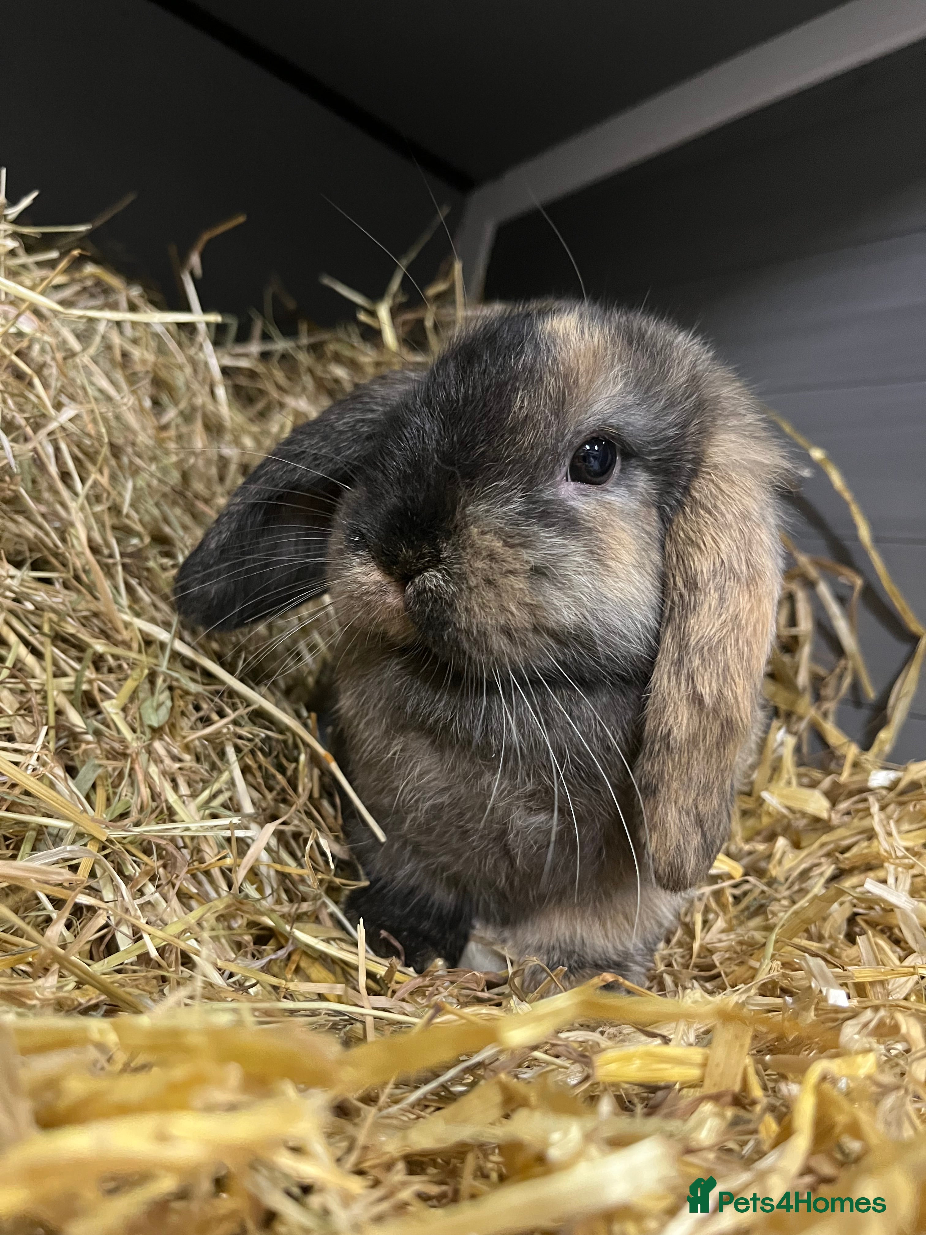 Mini Lop rabbits 2 Mini Lop Bunnies Ready Now  - Advert 17