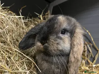 Mini Lop rabbits 2 Mini Lop Bunnies Ready Now - Advert 17
