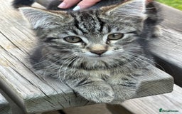 Mixed Breed cats for sale: Cuddly kitty  - Image 4