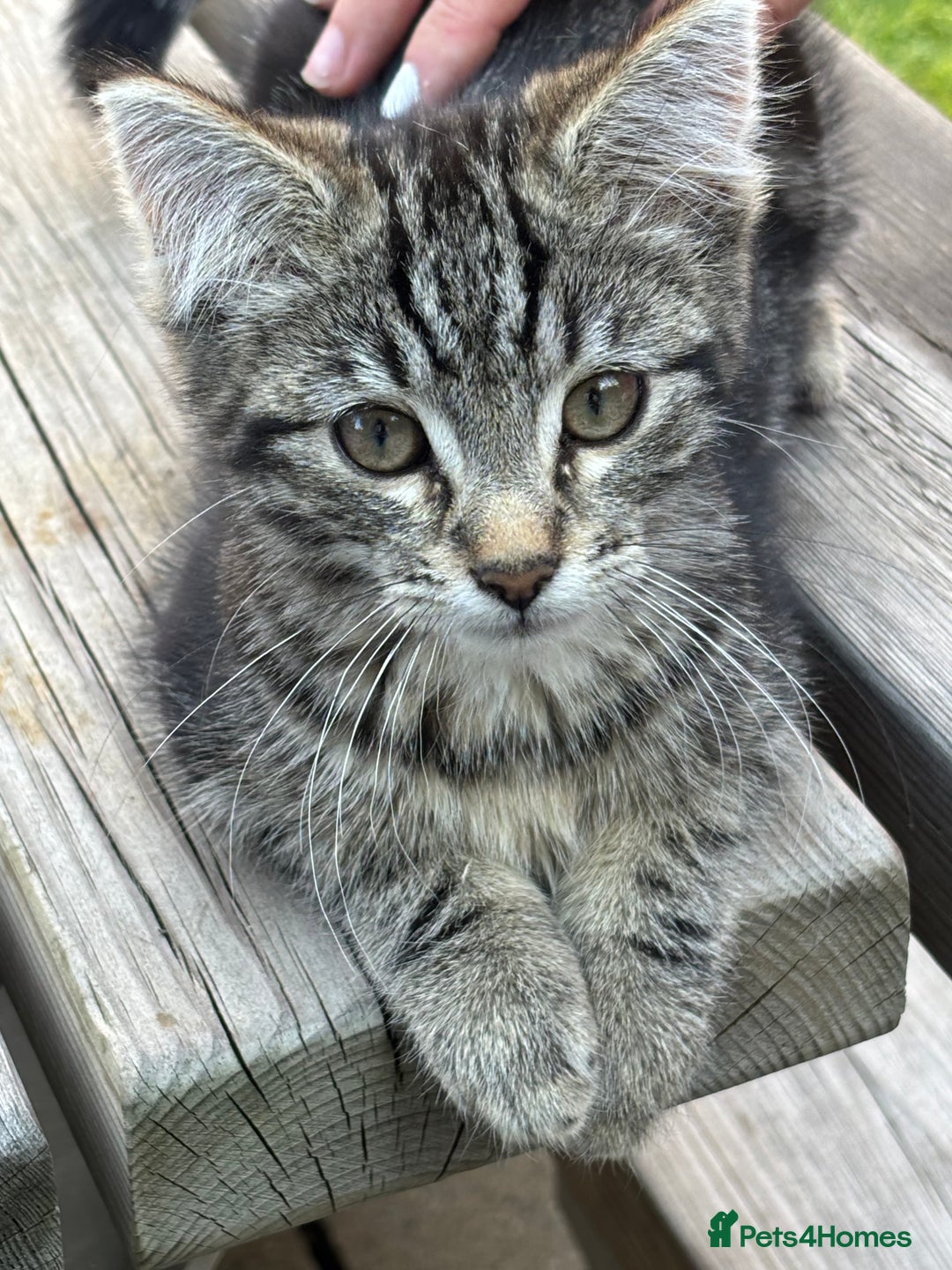 Mixed Breed cats for sale: Cuddly kitty  - Image 4