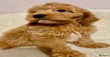 Cavapoo dogs - Advert 11