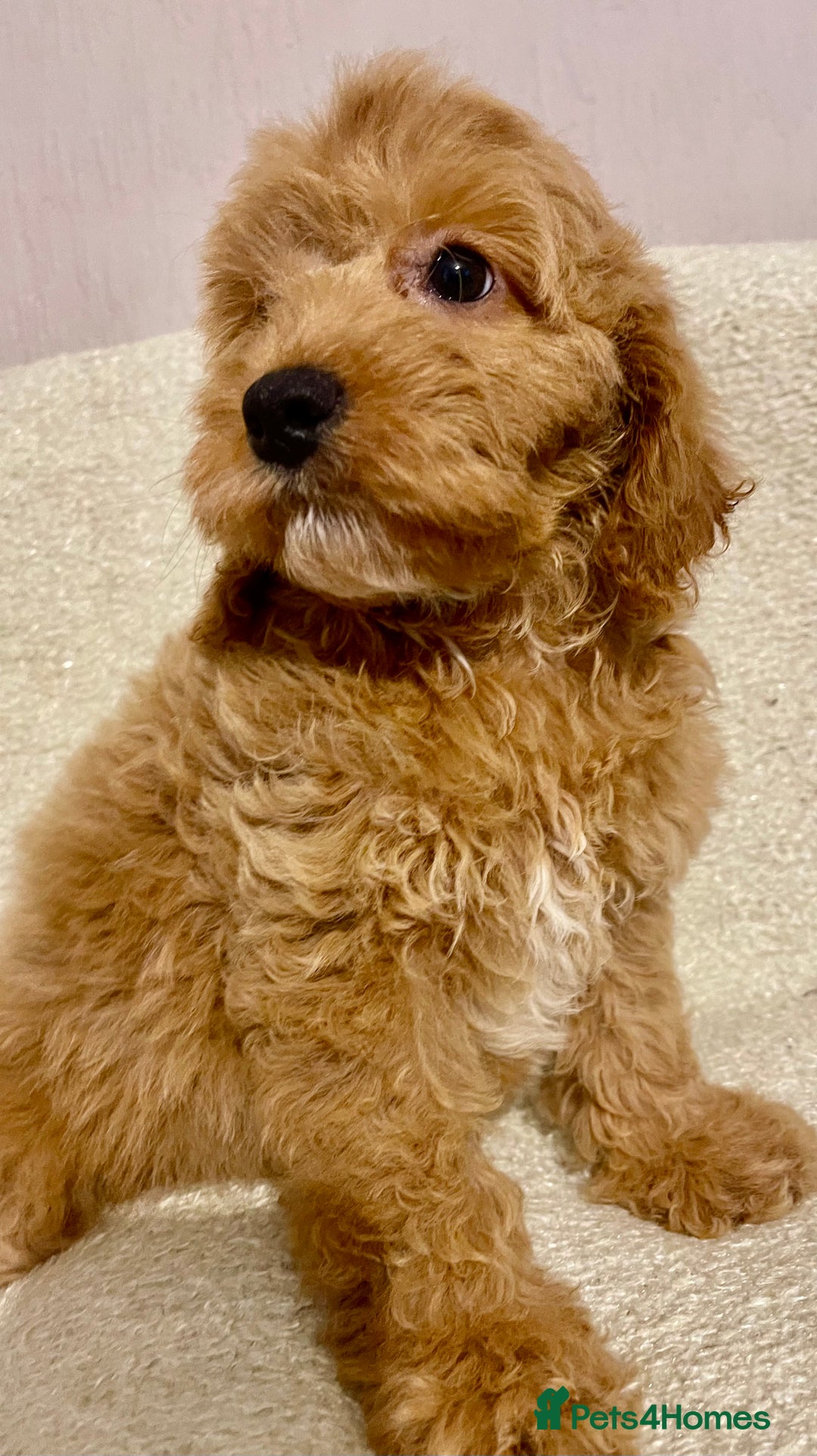 Cavapoo dogs for sale: Cavapoo Boy - Image 3