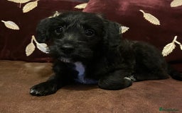 Jackapoo dogs for sale: ✨ Gorgeous Jackapoo puppies ready to leave now ✨ - Advert 2