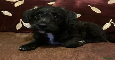 Jackapoo dogs ✨ Gorgeous Jackapoo puppies ready to leave now ✨ - Advert 10