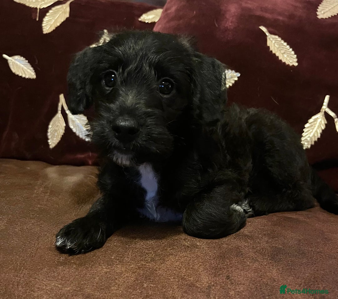 Jackapoo dogs for sale: ✨ Gorgeous Jackapoo puppies ready to leave now ✨ - Advert 2